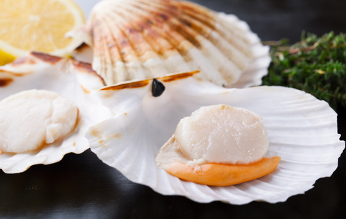 Scallops (Tasmania)